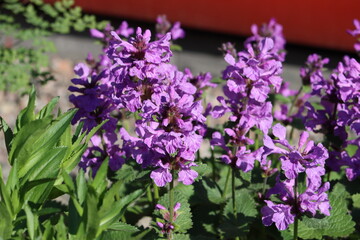 Sweden. Betonica macrantha, formerly Stachys macrantha, known as big betony, is a species of flowering plant in the mint family Lamiaceae.