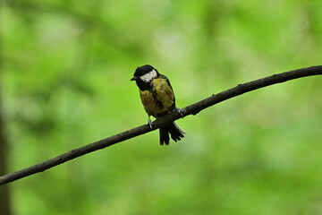 A beautiful titmouse sitting on a branch in the forest in the morning.