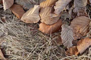 Frost-Covered Autumn Leaves on Ground Close-Up