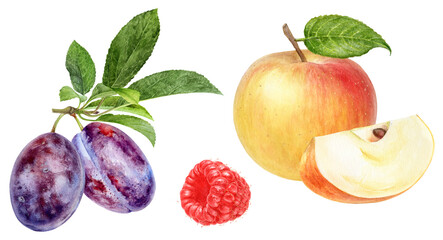Watercolor Realistic Plum, Apple and Raspberry Illustration