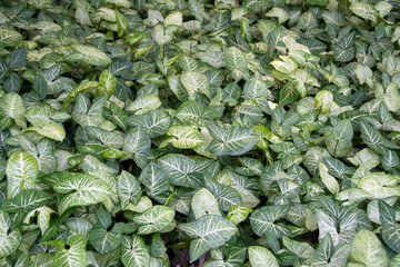 Caladium lindenii is an ornamental plant with large, green leaves marked by white veins. Originally...