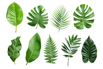 Bright tropical leaves display vibrant greens and diverse textures isolated against a white background, showcasing the beauty of nature in various shapes and sizes