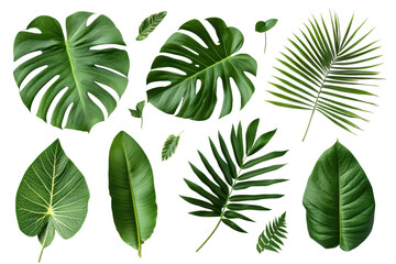 Collection of tropical leaves with various shapes and sizes arranged on a white background ideal for nature-themed designs and projects