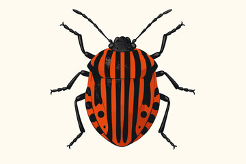 Striped bug Graphosoma italicum vector illustration. Detailed scientific entomology drawing of a minstrel bug. Isolated orange and black insect wildlife art for biology study.