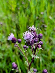 Close-up of purple wildflowers in summer meadow