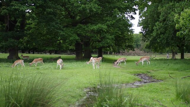 Close-up of a herd of fallow deer grazing peacefully on grass in a city park. Natural wildlife in urban green space, calm and serene atmosphere.