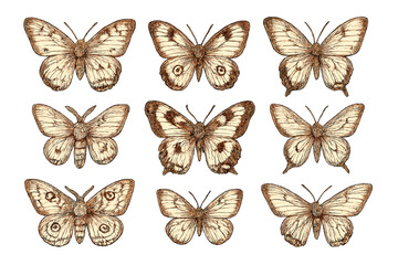 Fototapeta premium Vintage butterfly and moth illustration set. Hand drawn entomological collection of insects in sepia. Retro sketch style graphic elements for design isolated on white background.