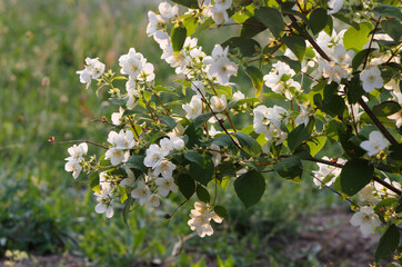 flowering jasmine bush

