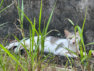 a domestic cat hiding in green grass looking at the camera