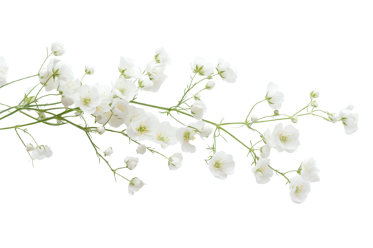 Delicate small white flowers of Gypsophila Baby's Breath showcasing their intricate blooms and vibrant green stems on a clean background