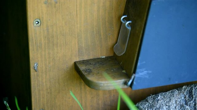 Hummel Arbeiterinnen bringen Nektar in das Hummelhaus