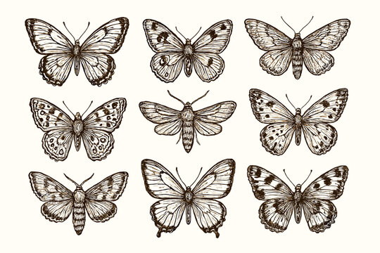 Set of vintage butterfly and moth illustrations. Hand drawn entomological collection of insects. Retro scientific drawing, engraved vector sketch of nature wildlife elements.