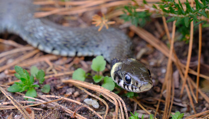 Grassy snake closeup