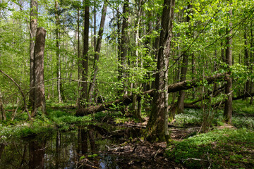 Springtime alder-bog sunny forest with standing water