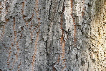 Makroaufnahme der Baumrinde einer alten Zerreiche (Quercus cerris)