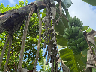 Green bananas growing in jungle in indonesia asia, green fruit hanging from its tree