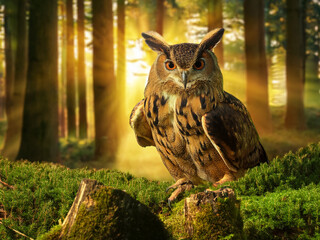  their food sources. Some pesticides can also have direct toxic effects on owls.
Climate Change: Climate change can disrupt owl habitats, alter prey availability, Owls increase the frequency of extrem