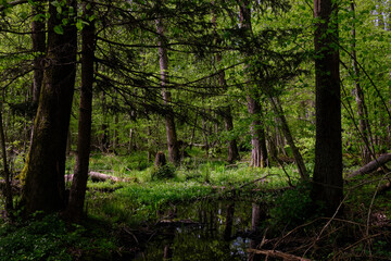 Springtime alder-bog sunny forest with standing water