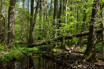 Springtime alder-bog sunny forest with standing water