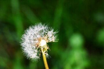 A detailed closeup of a dandelion against a vivid green background