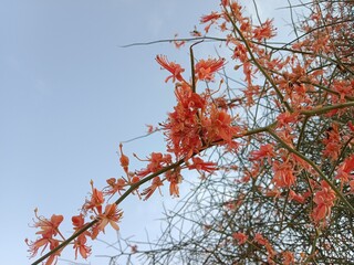 Capparis decidua flowers or karira flowers pattern background	