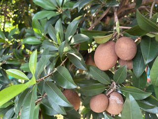 Sapodilla manila is a long lived fruit tree. Sapodilla manila is a fruit plant belonging to the sapodilla tribe originating from Central America and Mexico.
