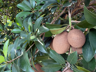 sapodilla fruit on the sapodilla tree plant on summer, sapodilla plum in the garden fruit in indonesia