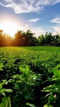Close-up of young green okra plants growing in a garden, sunlight shining through foliage and stems under a blue sky with clouds