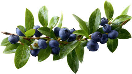 Fresh blueberries on a branch displaying lush green leaves against a deep isolated background for healthy eating concepts