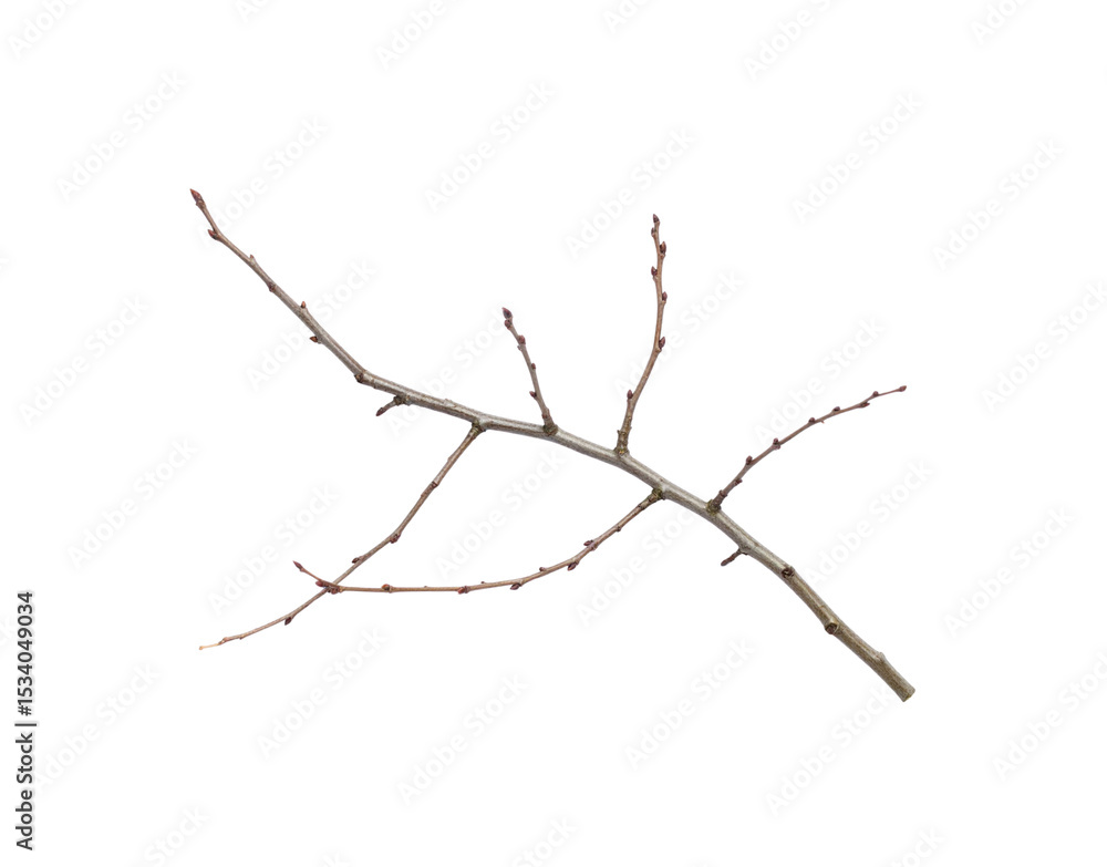 Poster bare branch with swollen buds ready to burst forth in springtime