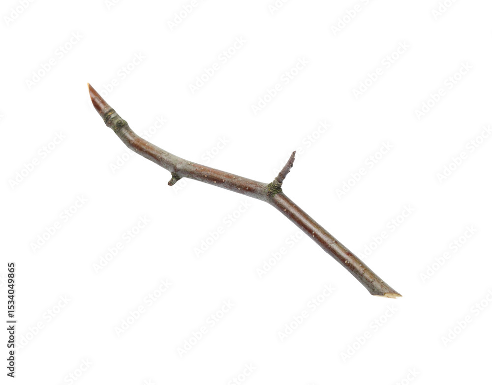 Poster bare twig with small buds and textured bark angled view