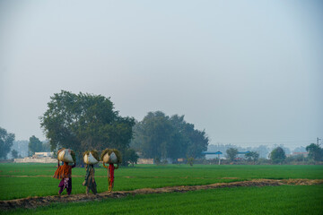 Women going back to village after collecting food for their cattles