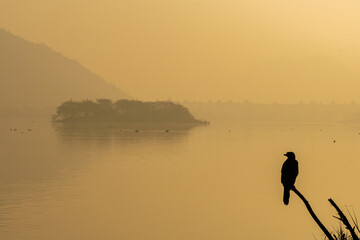 An eagle sitting in the lake with a view of lake and golden hour