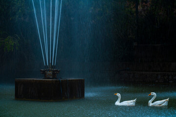 Two white Swans swimming towards the fountain