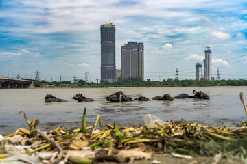A herd of Buffeloes taking bath in polluted Yamuna River
