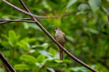 Olive-winged Bulbul