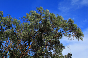 Uncultivated Eucalyptus trees, Oeiras, Portugal. Eucalyptus trees growing in unmanaged woodlands. One of the main causes of wildfires in Portugal, along with negligence and arson. Clear blue sky.