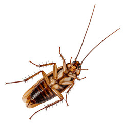 Dead cockroach insect close up on back with legs up and antennae isolated on transparent background.