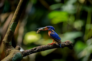Blue-eared Kingfisher