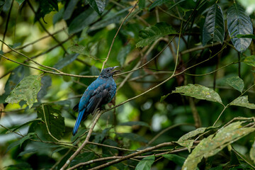 Female Asian Fairy Bluebird