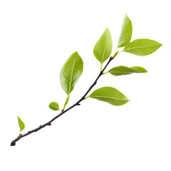 Fresh green leaves on a branch isolated on white ideal for nature ecology and botanical concepts perfect for design projects