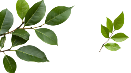 Fresh green leaves on branch against background with space for text isolated close up detail
