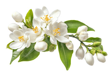 Neroli flower blooms with citrus blossoms showcasing delicate white petals and vibrant yellow stamens in a natural setting