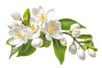 Neroli flower blooms with citrus blossoms showcasing delicate white petals and vibrant yellow stamens in a natural setting