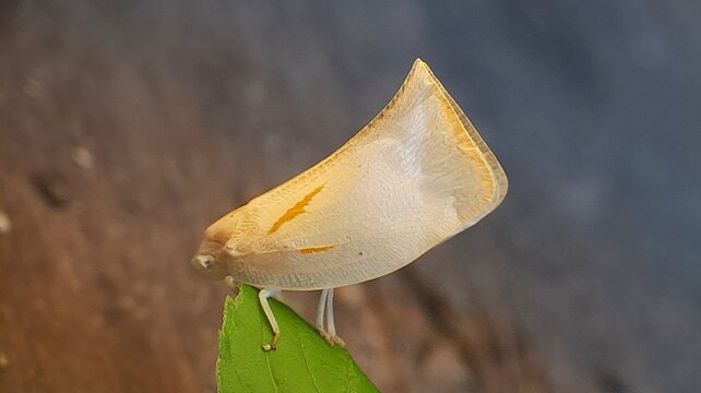 a white leafhopper on a green leaf