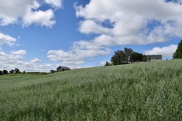 An oat field in summer, Sainte-Apolline, Québec, Canada