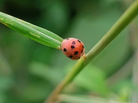 ladybug on grass