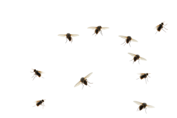 Flies swarming around window pane in natural light during daytime in an outdoor setting