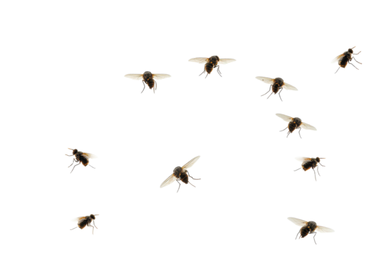 Flies swarming around window pane in natural light during daytime in an outdoor setting