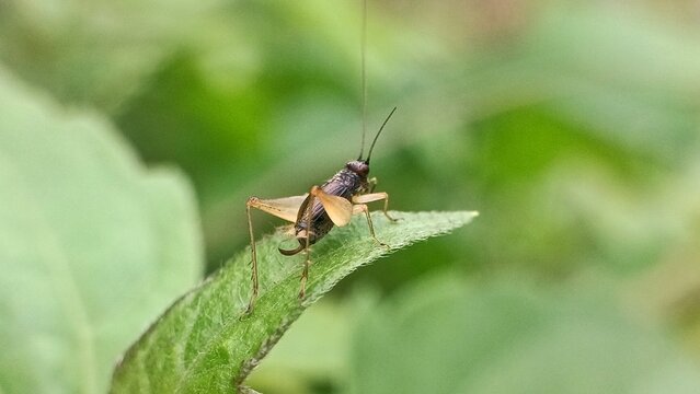 baby  cricket on a leaf